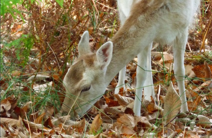 Visit Sevenoaks: a deer in the bushes near Knole House