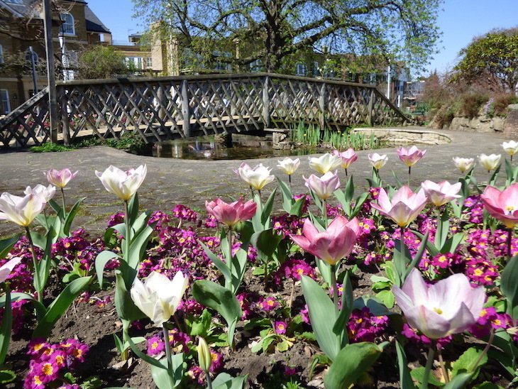 Visit Sevenoaks: tulips and other pink flowers in near flower beds alongside a small wooden footbridge over a pond