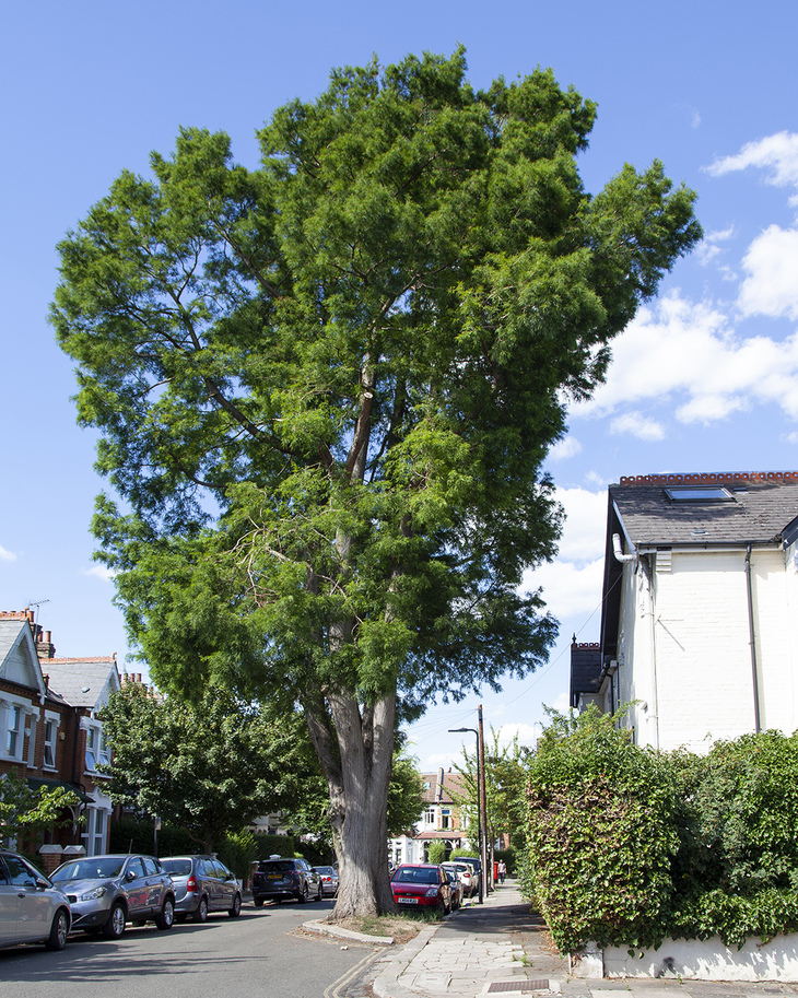A tall, bushy tree