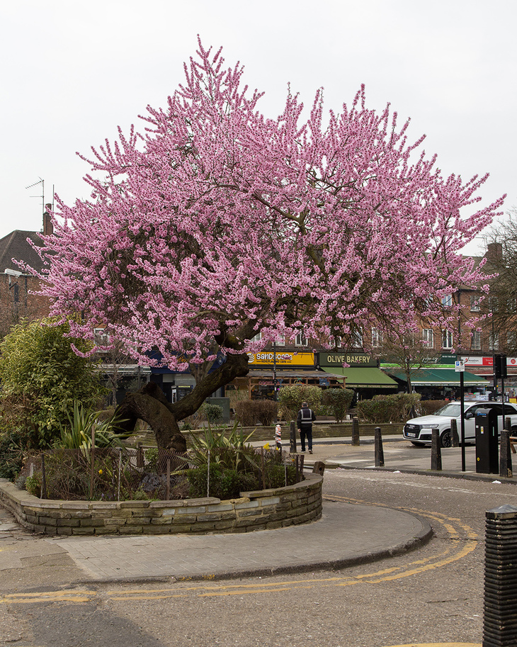 A pink blossomed tree