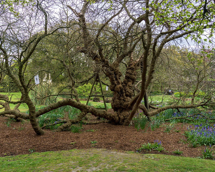 A knobbly tree in a park