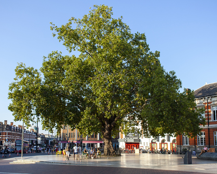 A bushy green tree in a square