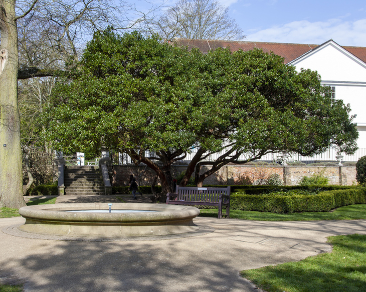 A small tree in a park by a fountain