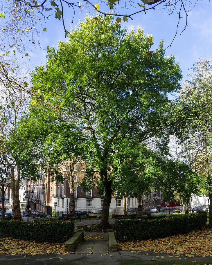 A tree in a circus