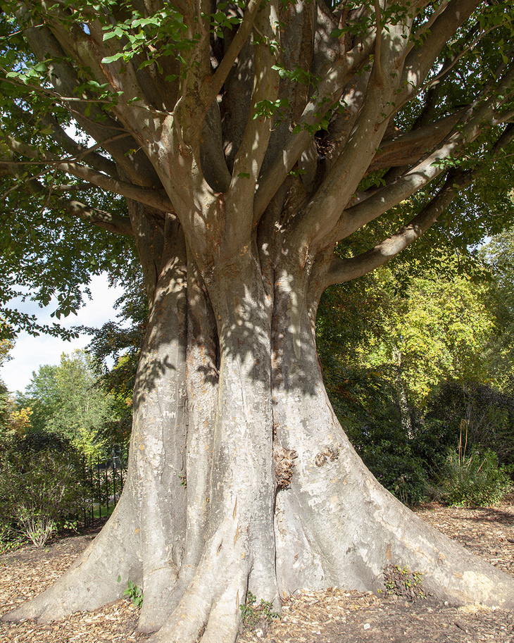 A thick tree trunk with various strands