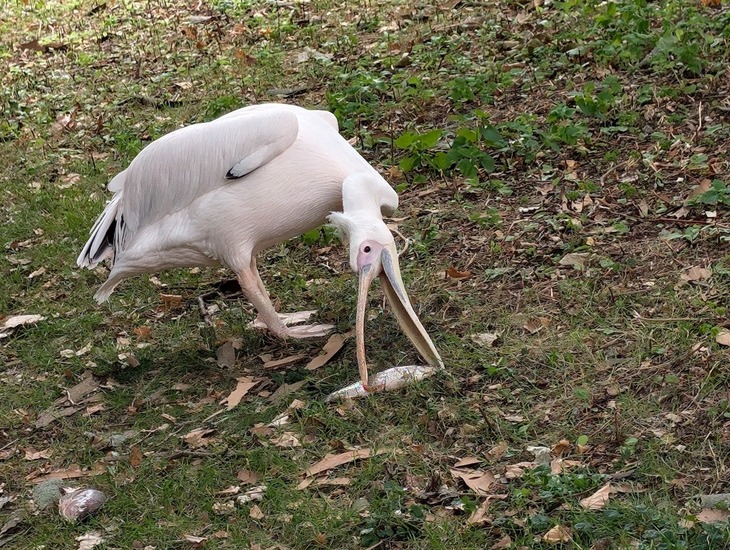 A pelican eating a fish