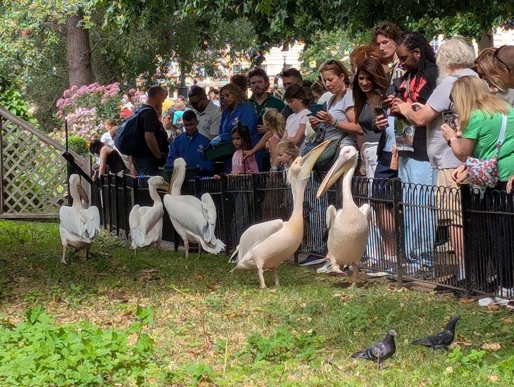 People watching the pelicans being fed