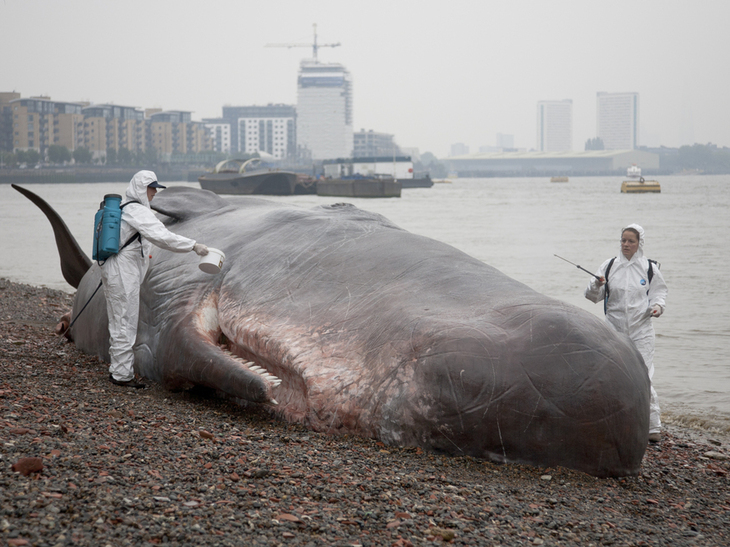 A (fake) beached whale