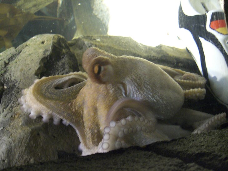 An octopus