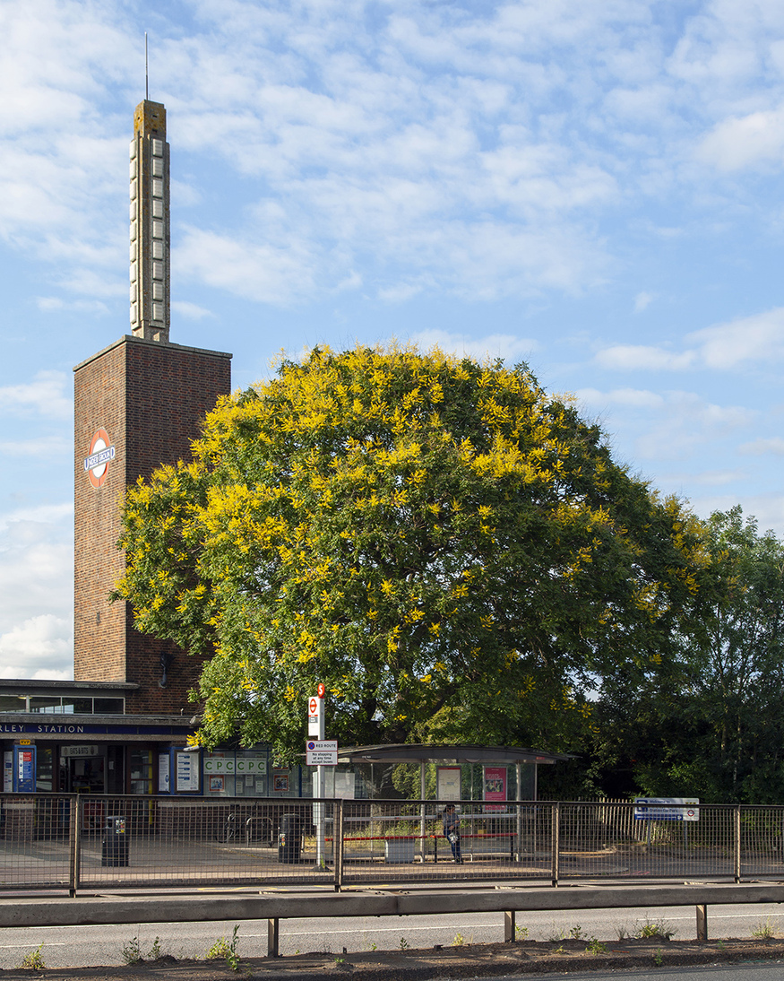A tree in front of Osterley station