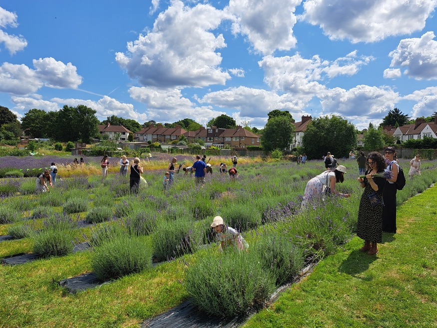 People picking lavdender