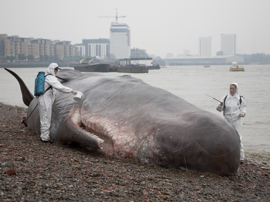 A realistic sculpture of a washed up whale