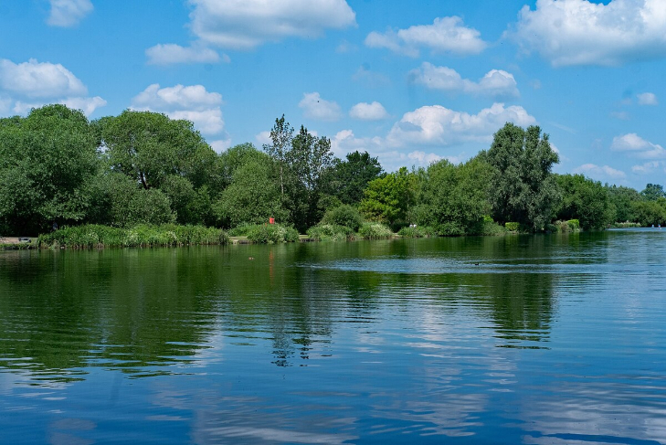 Trees surrounding a lake