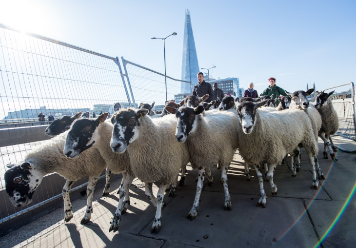 Things to do in London this autumn 2025: people herding sheep across a bridge, with the Shard in the background