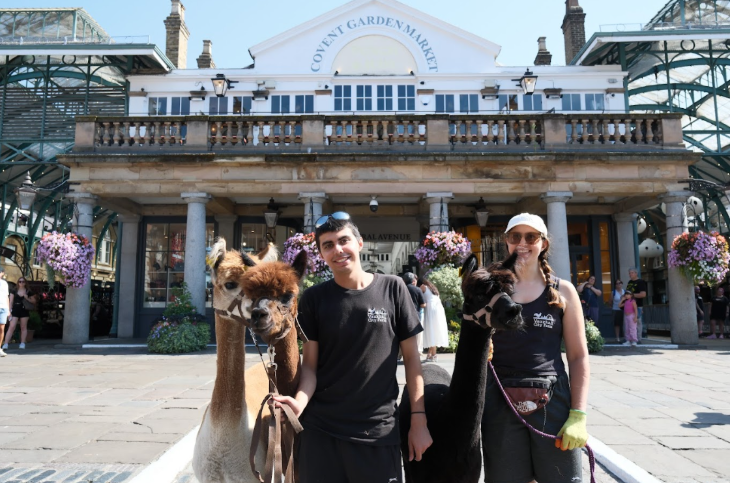 Things to do today in London: two people and three alpacas posing for a photo in Covent Garden Piazza
