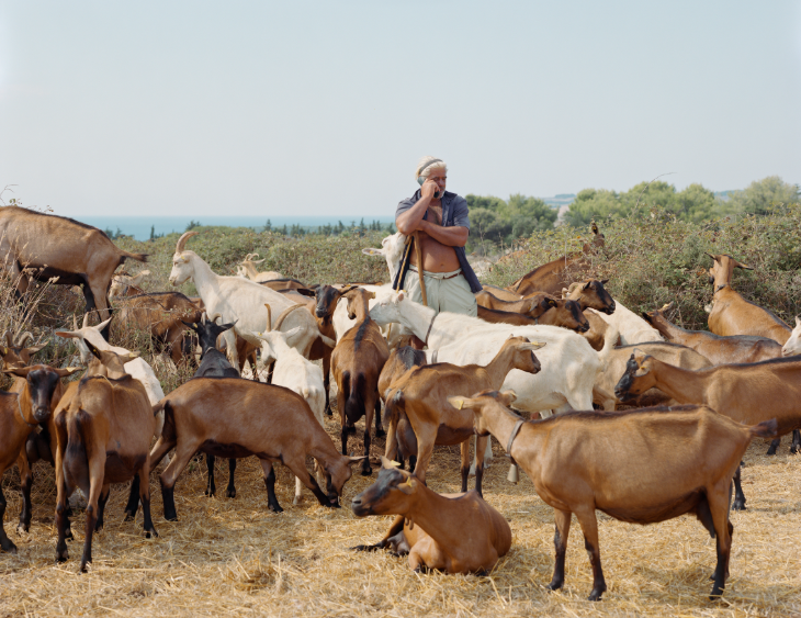 Things to do today in London:  a man on a mobile phone surrounded by a herd of goats