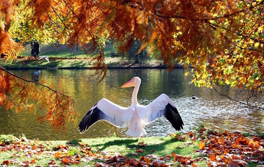 Things to do in London this autumn 2025: a pelican beneath autumn leaves
