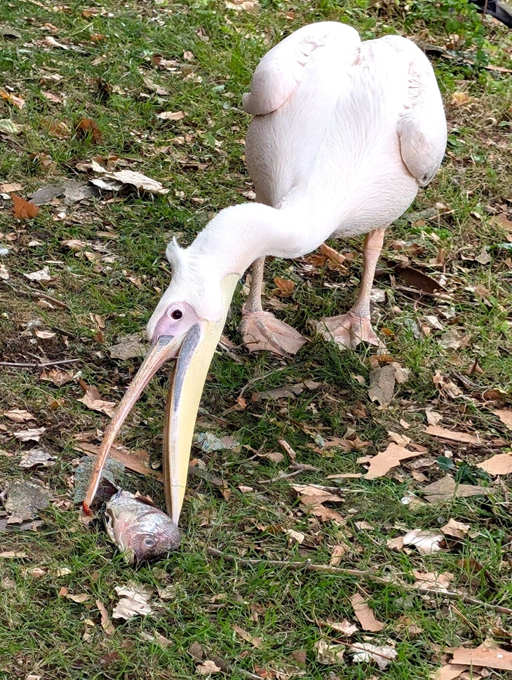 Pelicans St James's Park: A pelican eating a fish