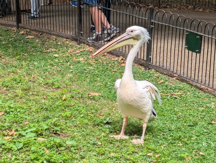 A pelican