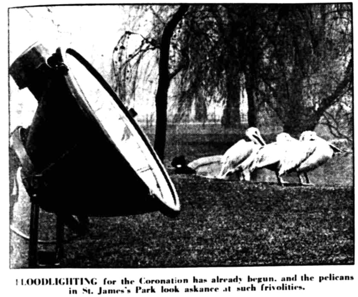 Pelicans St James's Park: A newspaper clip showing the pelicans