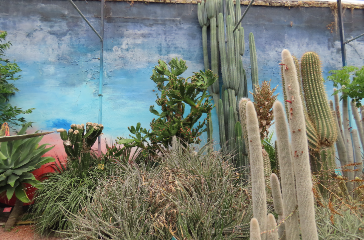 Cacti growin in a conservatory