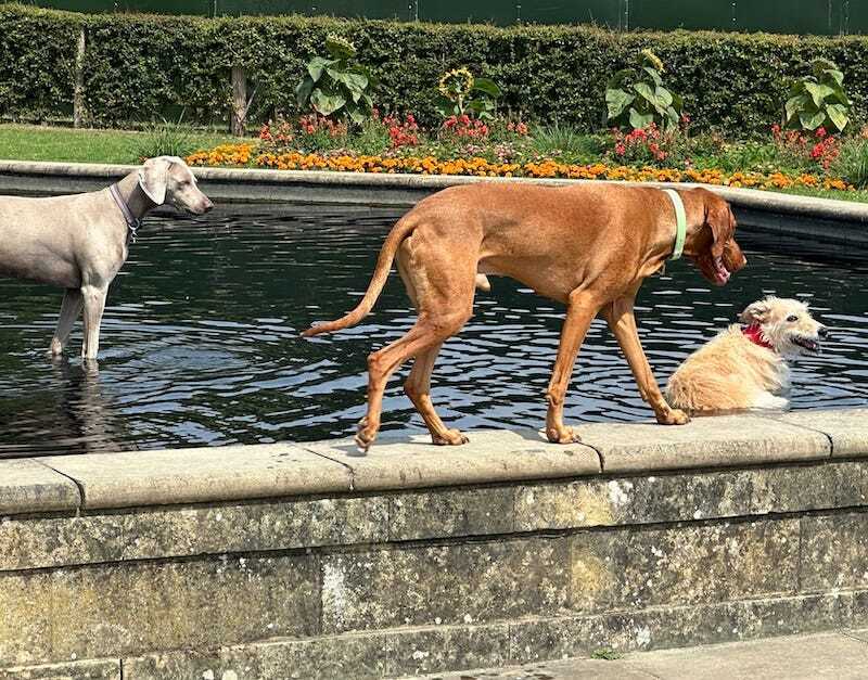 Dogs paddling in victoria park in London