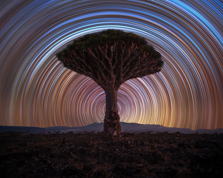 A tree with a wheel of stars behind