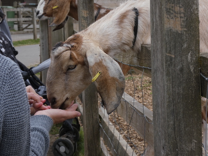 October half term 2025 events London: someone hand feeding a goat through a fence