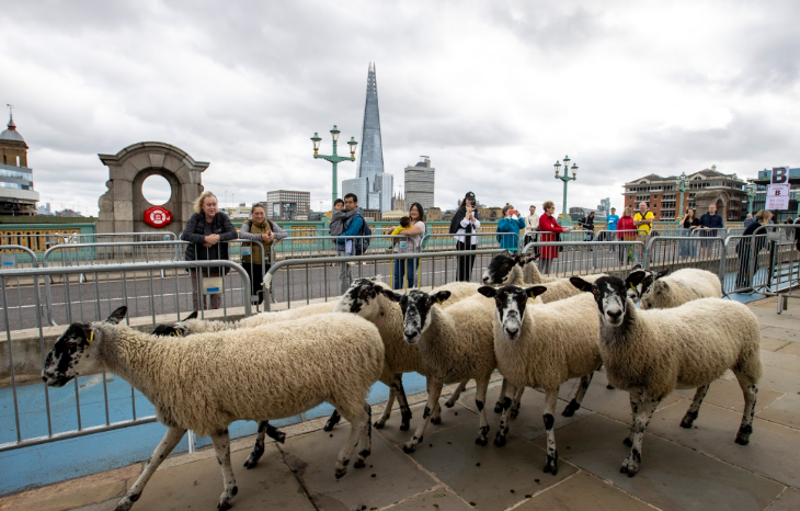 September 2025 events in London: a small herd of sheep walking across Southwark Bridge