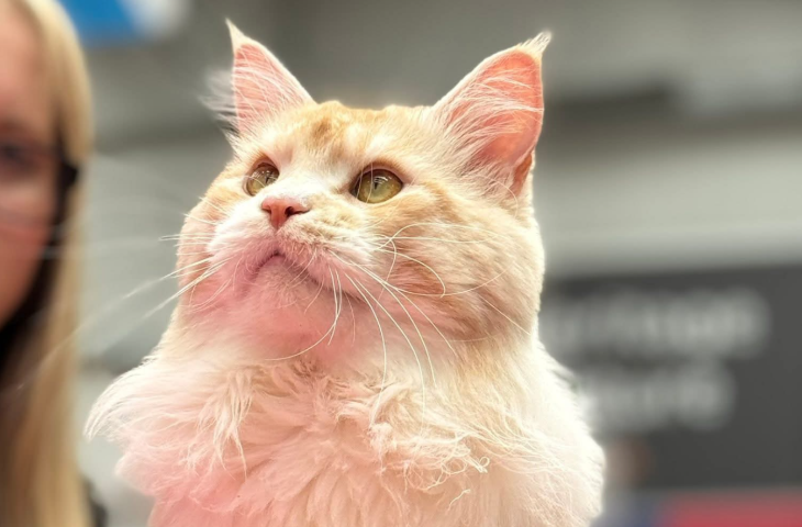 Events in London this weekend: a cat