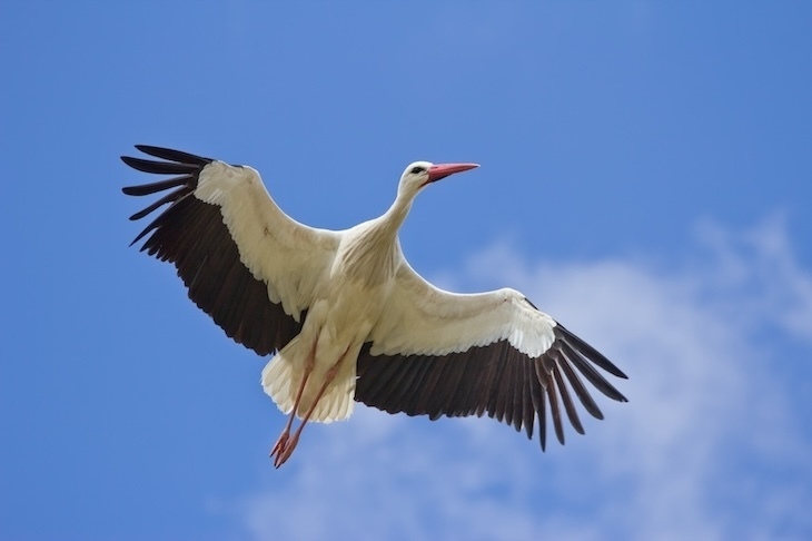 A white stork in flight