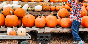 Where To Go Pumpkin Picking Near London: Autumn 2025