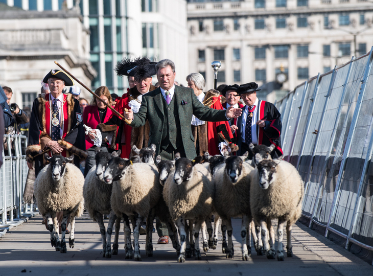 Free London events: Alan Titchmarsh herding sheep in London
