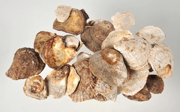 Oyster shells