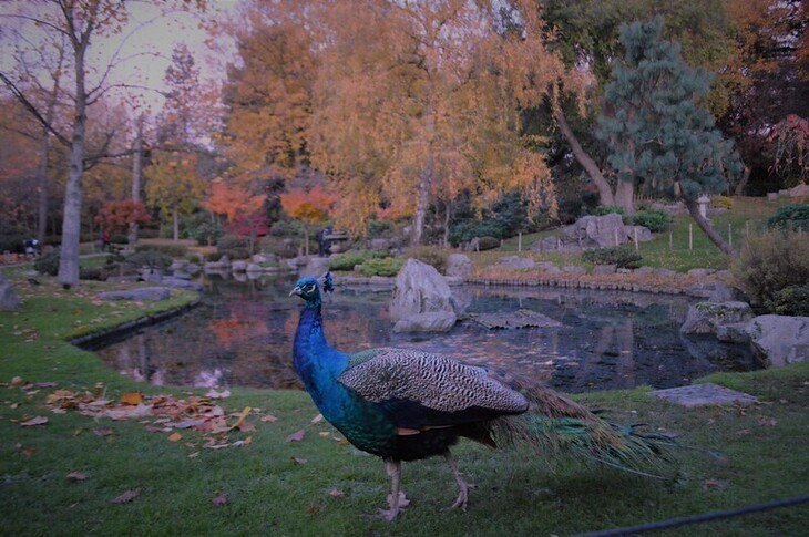 A peacock