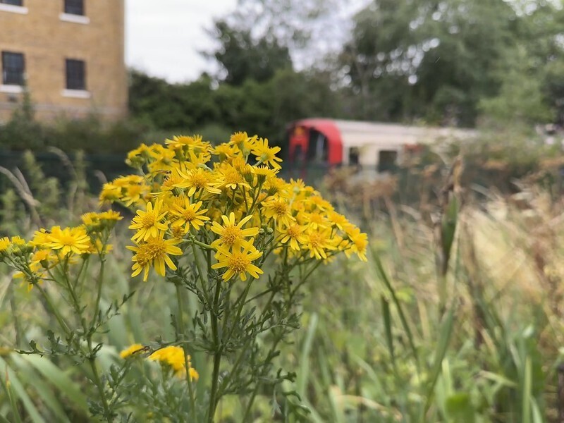 Flowers and tube train at gunnersbury triangle