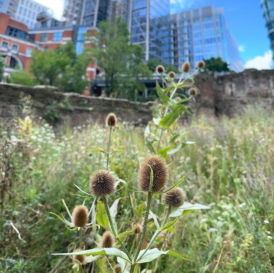 A wildlife meadow at the Barbican