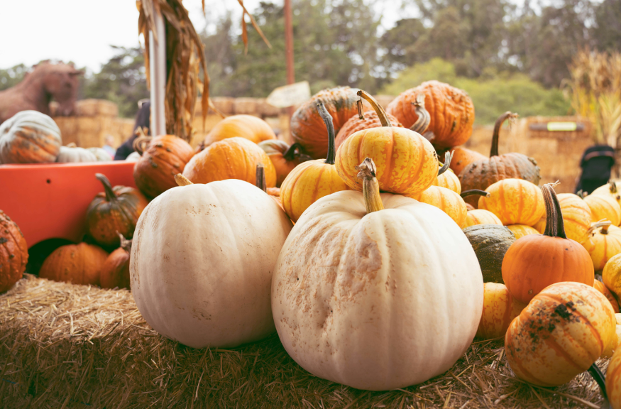A pumpkin patch