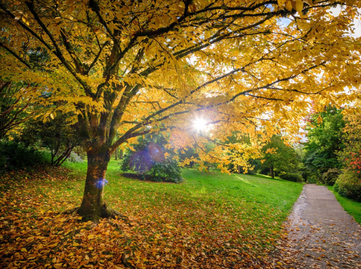 A path through a garden surrounded by trees in various autumn shades