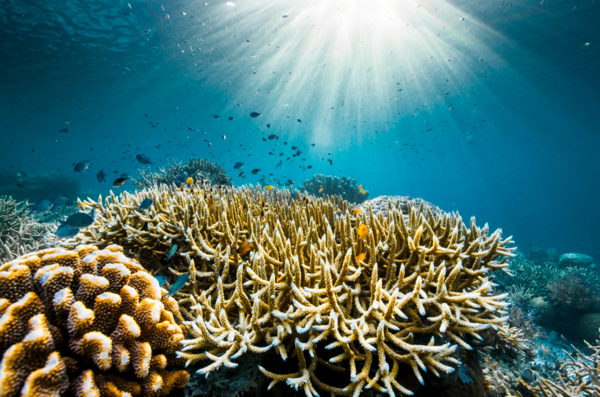 A cinematic photo of a coral reef under the sea