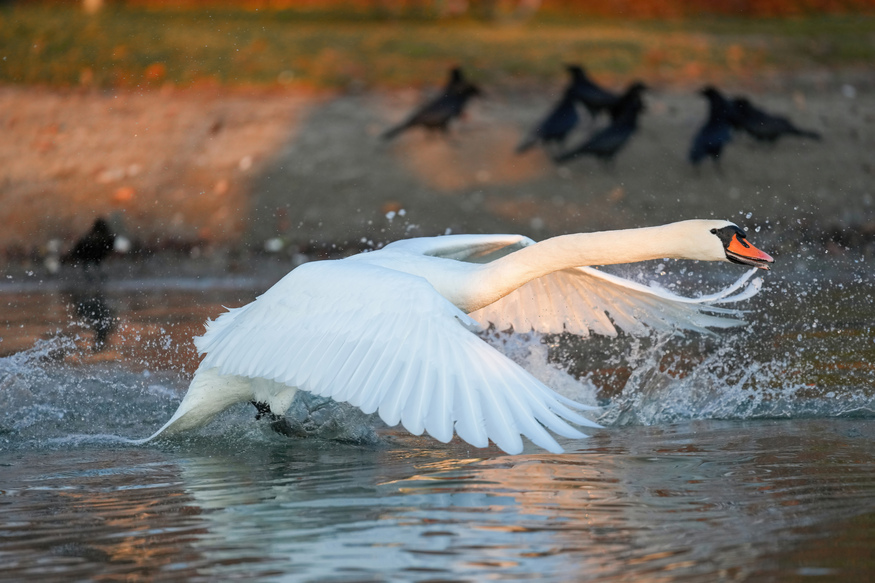 A swan taking off from the water