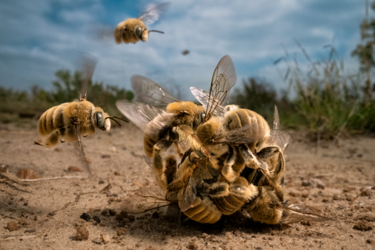 Things to do in London in October 2025: a close-up photo of a ball of bees or wasps