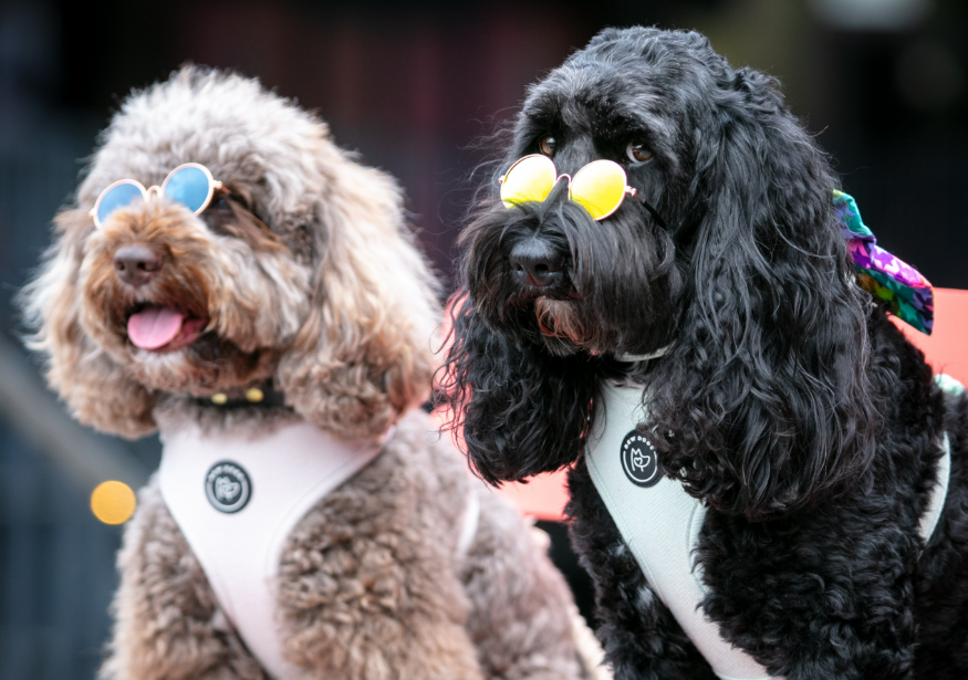 Things to do in London this weekend:  two dogs, both wearing sunglasses