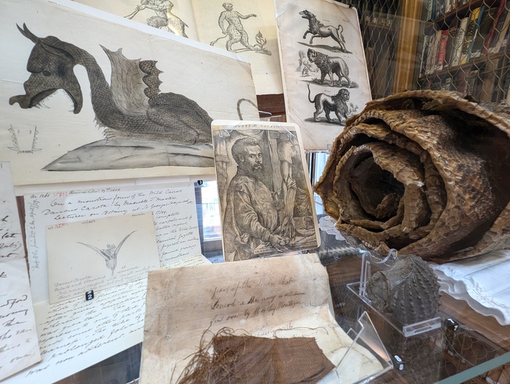 A cabinet of curiosities including a sketch of a dragon