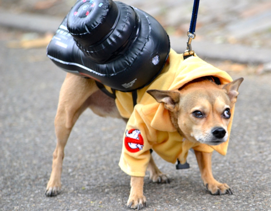 A dog in a Ghostbusters outfit