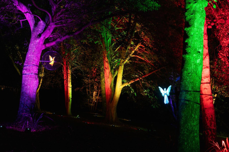 Winter light trails festivals near London Christmas 2025: trees in a woodland illuminated in different colours, with glowing fairies hanging from them