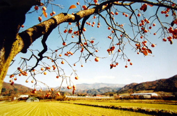Things to do in London November 2025: a photograph of a tree branch laden with fruit