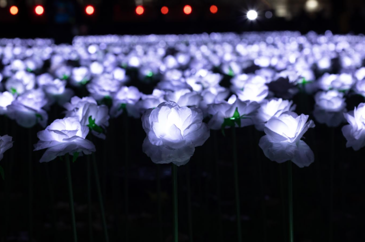 Rows of white roses illuminated in the dark at the Ever After Garden