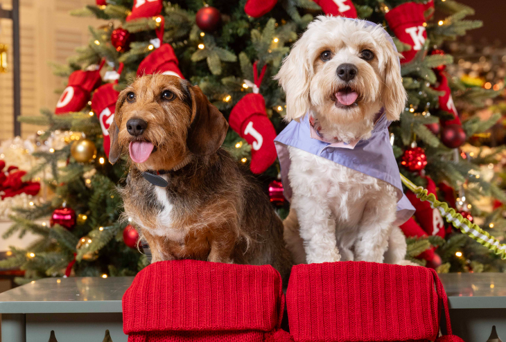 Best Santa's grottos meet Father Christmas London 2025 tickets: two dogs in front of a Christmas tree