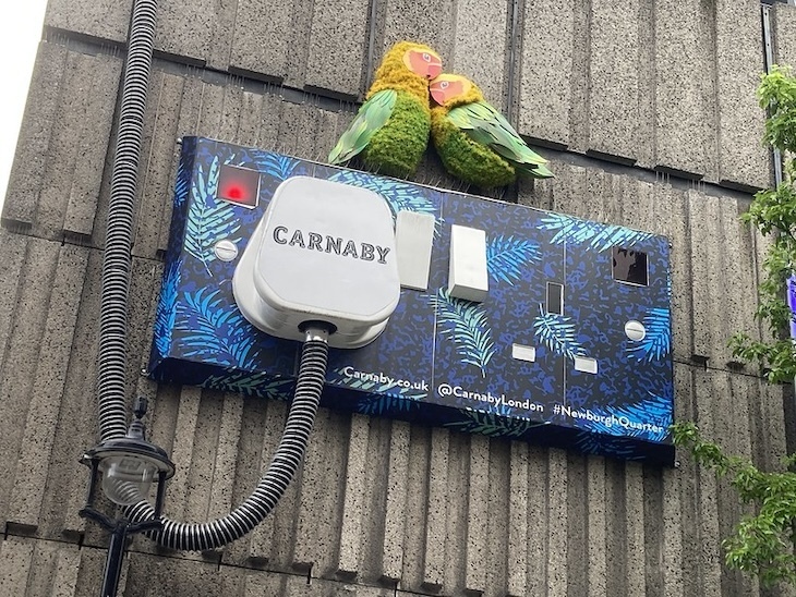 Two parrots sat on a plug socker